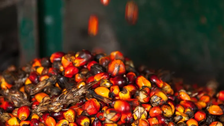 Produksi-kelapa-sawit