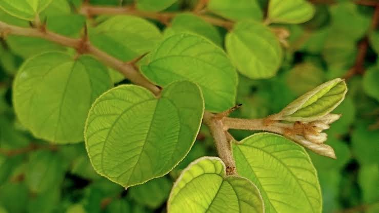 daun-bidara-manfaat-dan-khasiat